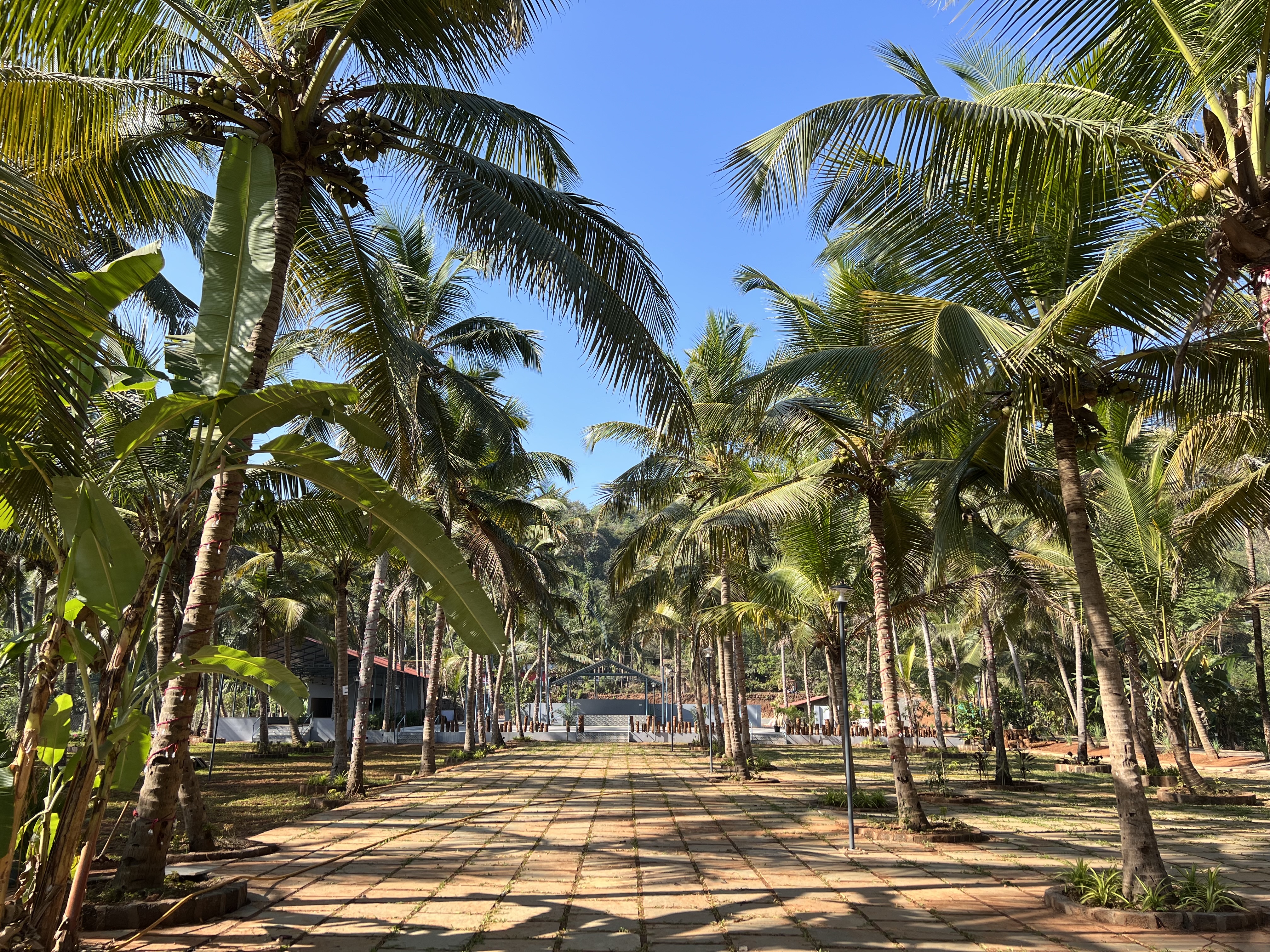 Coconut Plantation